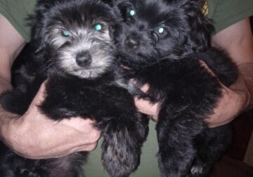 Two 12week old female yorkipoo pup’s for sale