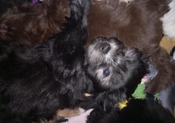 12week old yorkipoo puppie for sale