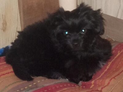 12week old female yorkipoo puppie for sale