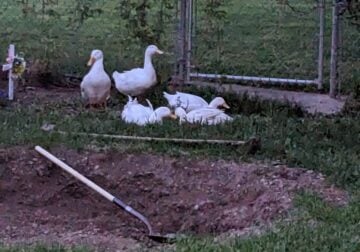 Sweet ducks and chickens need rehomed