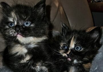 Munchkin Ragdoll Tortie Kittens