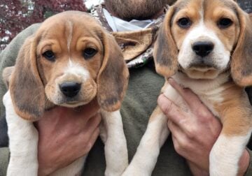 AKC Registered Male Lemon Beagle Pups