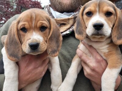AKC Registered Male Lemon Beagle Pups