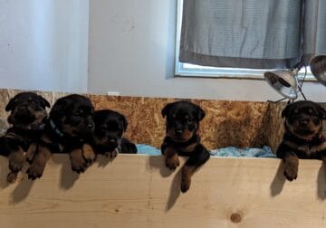 Purebred Rottweiler puppies ready early December!