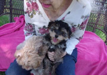 Yorkshire Terrier Puppies (morkie) Girls and boy