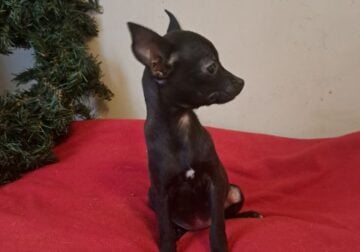 Min-Pin Puppies for sale