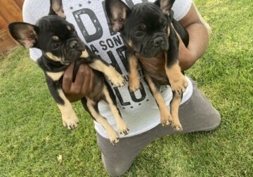 Frenchie Puppies Looking for their forever home