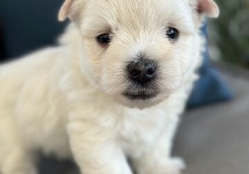 West Highland male puppy