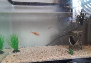 2 fish for sale. Everything included