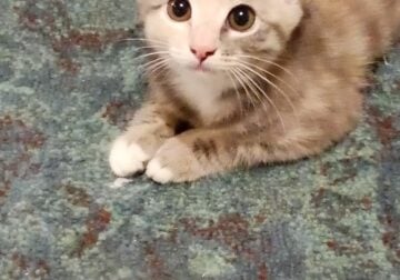 Cute kittens need a home