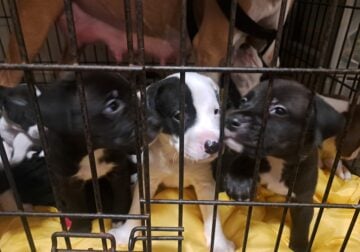 Pit/lab puppies 3 girls 5 boys