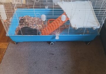 Rabbits to rehome