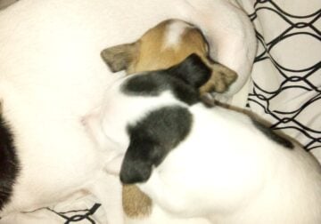 Miniature Chihuahua puppies