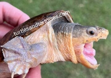 Vampire Musk Turtles (Claudius angustatus) CB