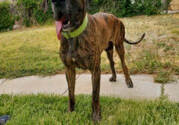 Brindle Great Dane for sale