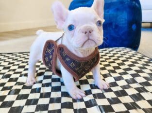 CRYSTAL BLUE EYES AKC FRENCHIE ISABELLA CARRIER