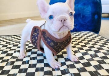 CRYSTAL BLUE EYES AKC FRENCHIE ISABELLA CARRIER