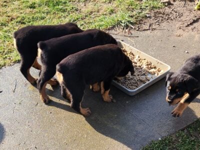 AKC Rottweiler Ventures Registered puppies