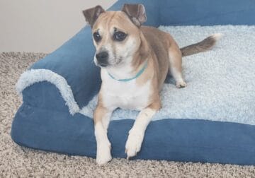 Relocating sweet and playful dog