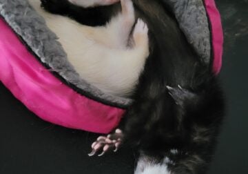 2 female ferrets with Ferret Nation cage