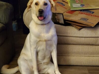 Yellow Lab 2.5 year Old Female