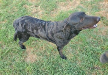 Black German shepherd/great Pyrenees mix farm dog