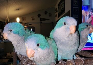 Blue quaker babies