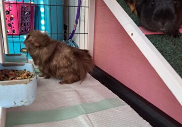 2 wonderful boy guinea pigs
