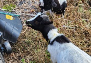Pygmy goats 🐐