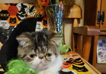 Brown and white tabby persian kitty’s for sale