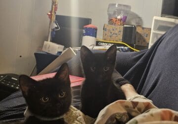 All black kittens free to good home
