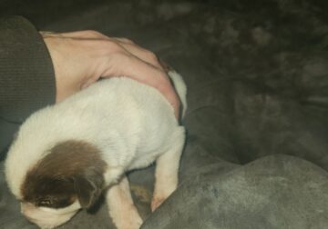 Dobermin/husky puppies for sale