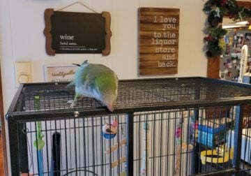 Quaker Parrot, male green