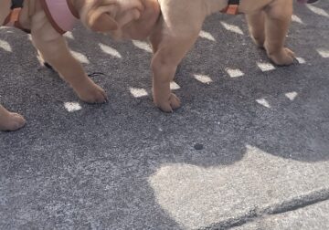 Sharpei puppies for Sale
