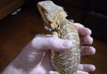 Young Male Bearded Dragon with Terrarium for Sale