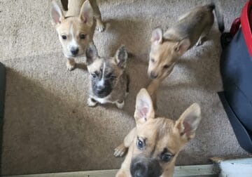 Puppies for sale!!!!