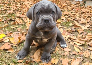 Cane Corso puppies available now