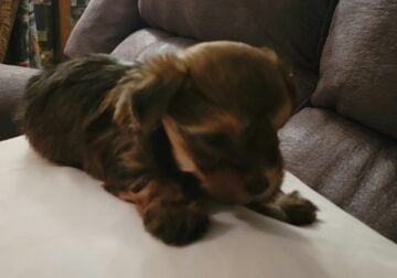 Male Morkies for sale