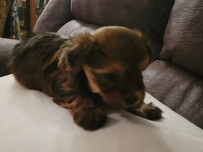 Male Morkies for sale