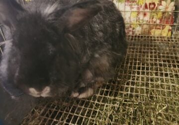 French Angora Rabbits with cages supplies