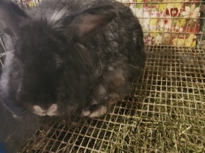 French Angora Rabbits with cages supplies
