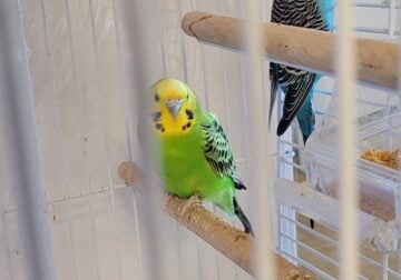 Parakeets with Cage