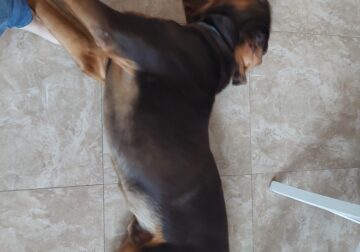 Full Blooded Male Bloodhound. 1 years old
