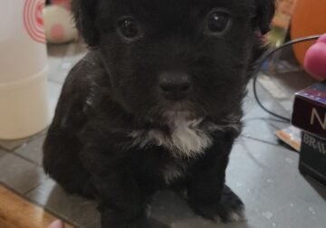 Malshipoo Maltese poodle Shih Tzu Teddy puppy girl