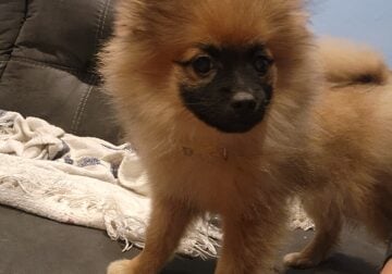 4 month old purebred pomeranian puppies