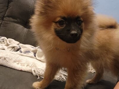4 month old purebred pomeranian puppies