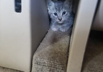 Free kitten to loving home
