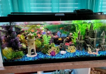 29 gallon aquarium with fish and accessories