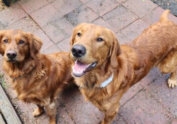 Two goldens need new home