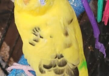 Male Budgie